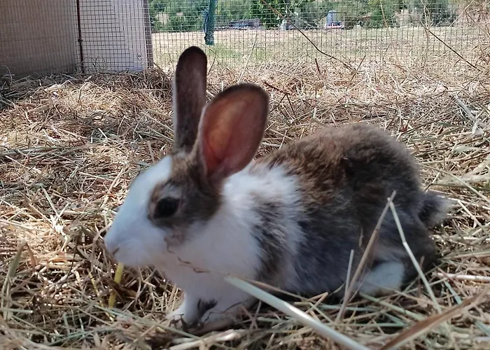Minicasa nella fattoria